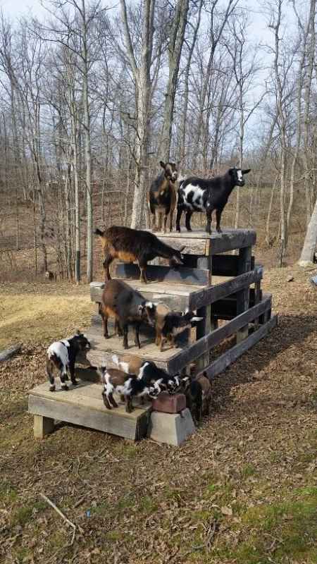 toys-for-goats-to-keep-them-busy-1