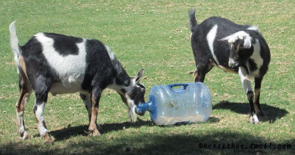 toys-for-goats-to-keep-them-busy-3