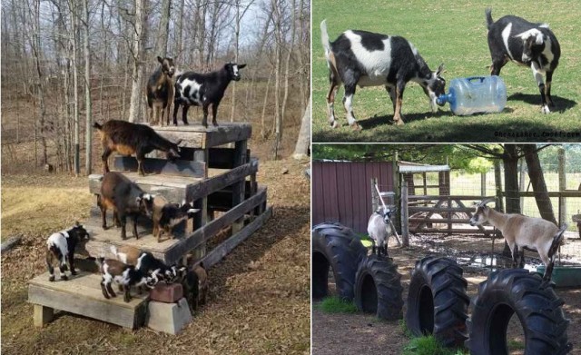 toys-for-goats-to-keep-them-busy