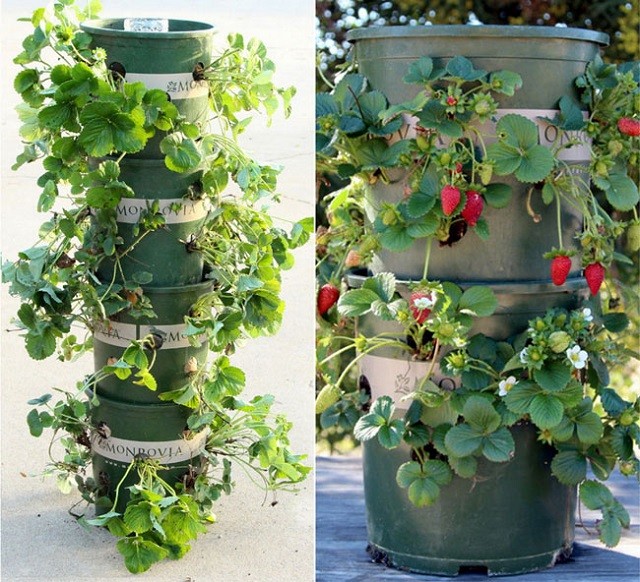 Vertical-Vegetable-Garden-Ideas-19