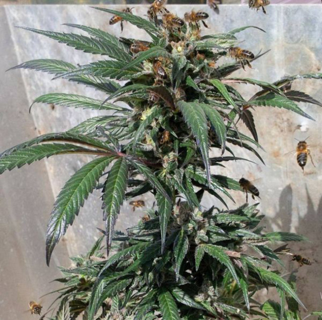 Bees-that-Make-Honey-with-Cannabis-Resin-2