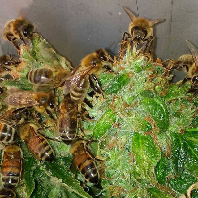 Bees-that-Make-Honey-with-Cannabis-Resin