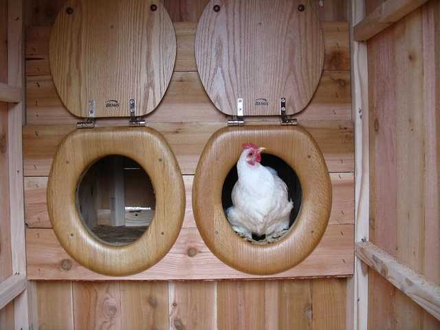 Chicken-Nesting-Boxes-8