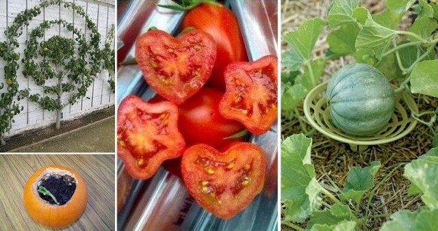 DIY-Tricks-for-Gardening