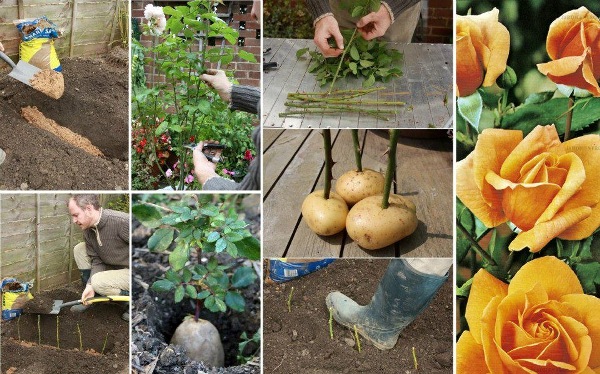 DIY-Tricks-for-Gardening-4