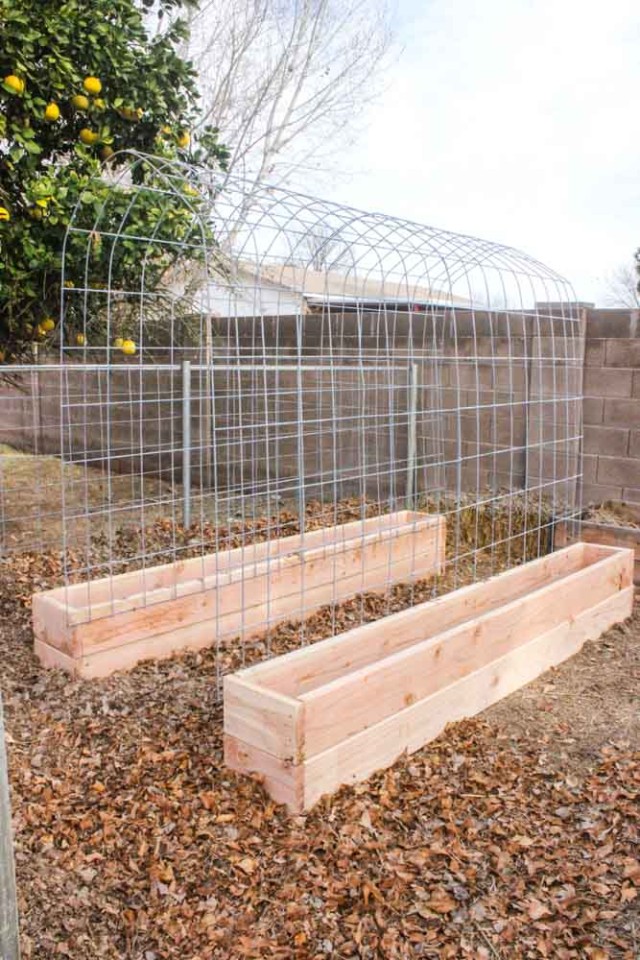 Trellis-and-Raised-Garden-Bed-Combo-1