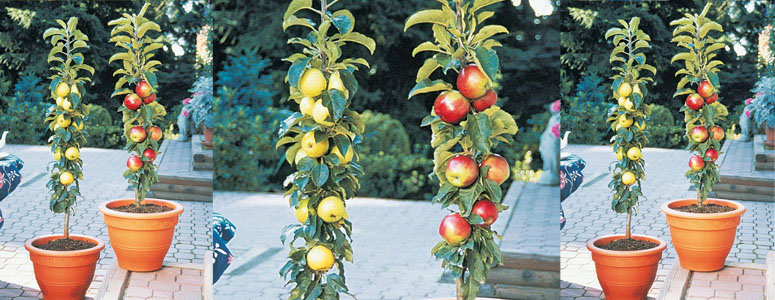 حيث لشراء أشجار الفاكهة العمودية 27612