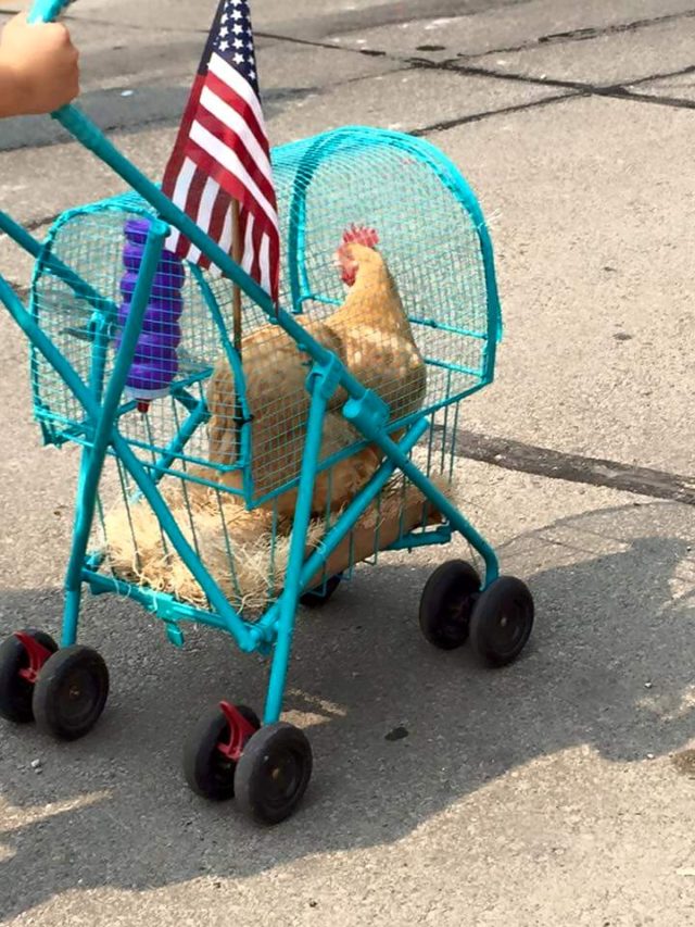 chicken-stroller