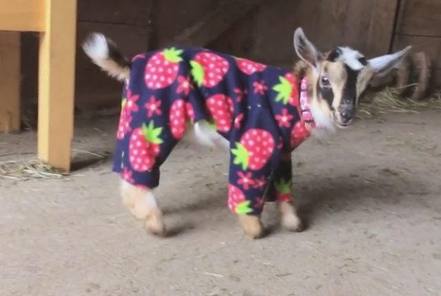 baby-goat-in-pajamas