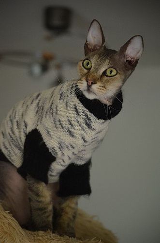 Cat-Sweater-Patterns-1