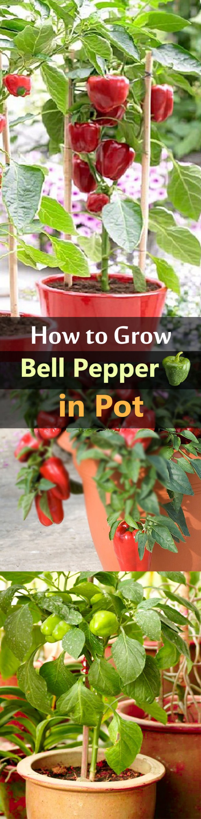 growing-bell-pepper-in-pot-1