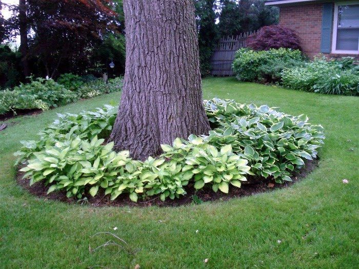 Landscaping Around A Tree Home Design, How To Landscape Around Trees With Exposed Roots
